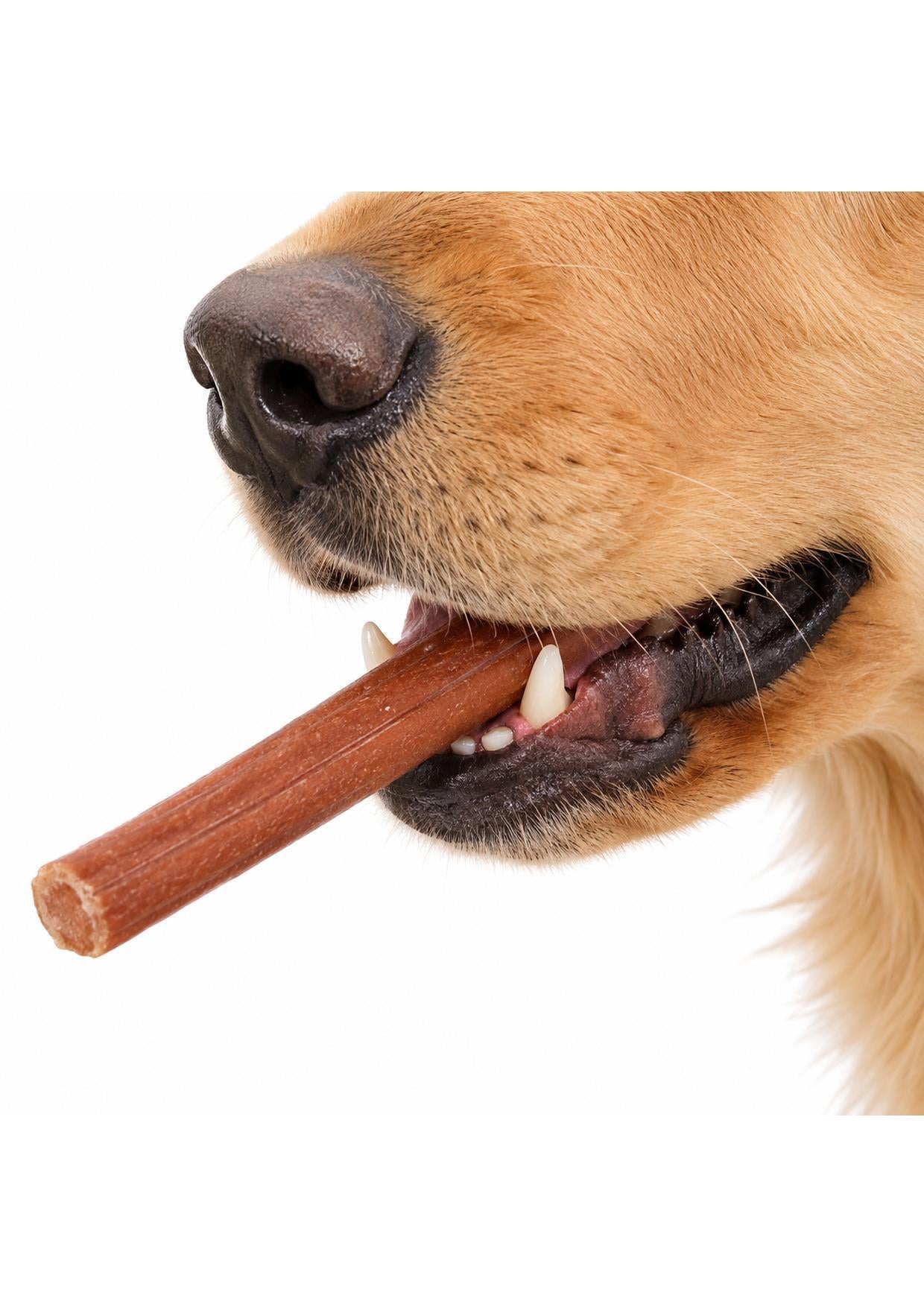Close do focinho do cachorro mordendo o bifinho sabor carne