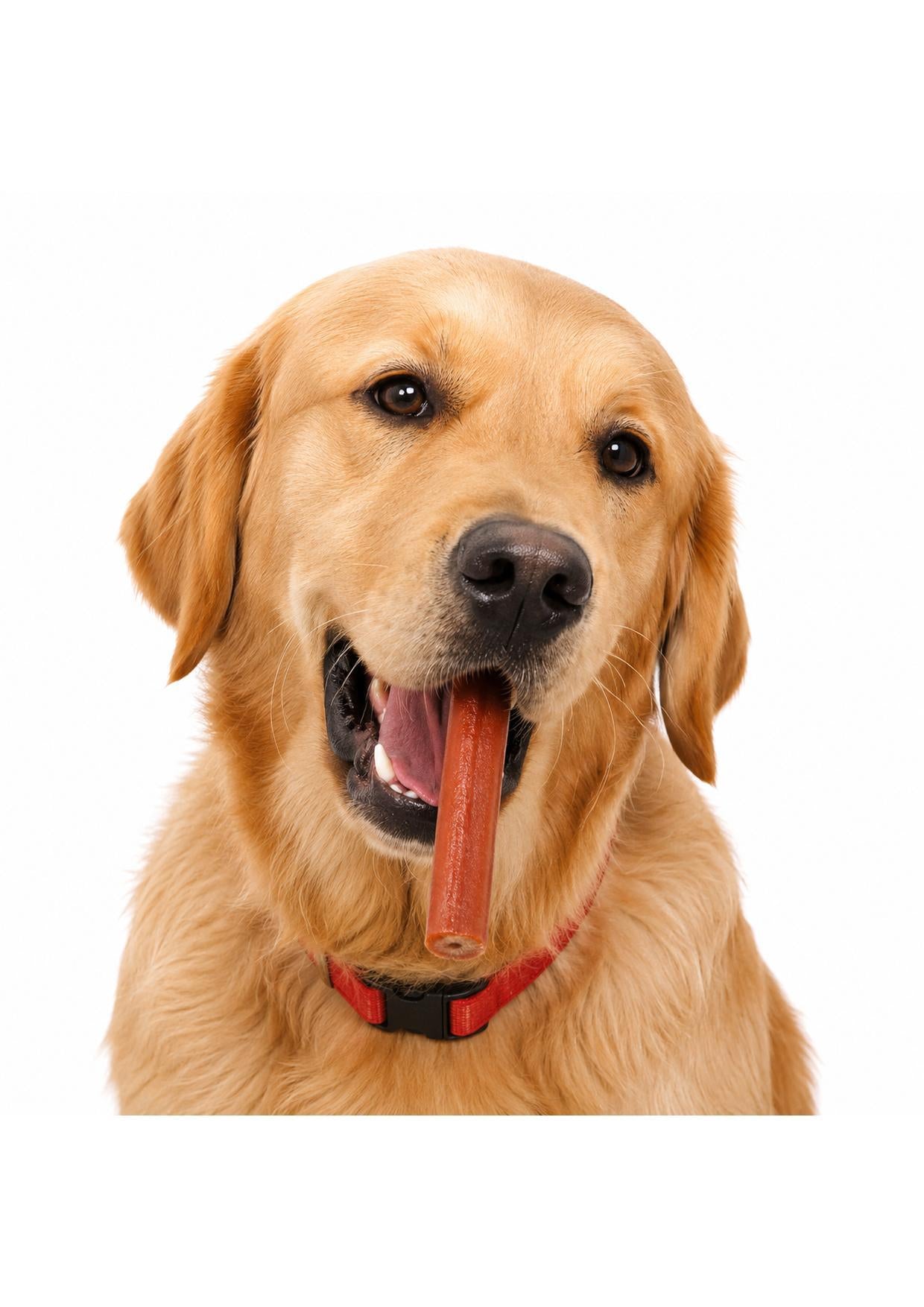 Golden retriever segurando o bifinho na boca com cara de satisfeito
