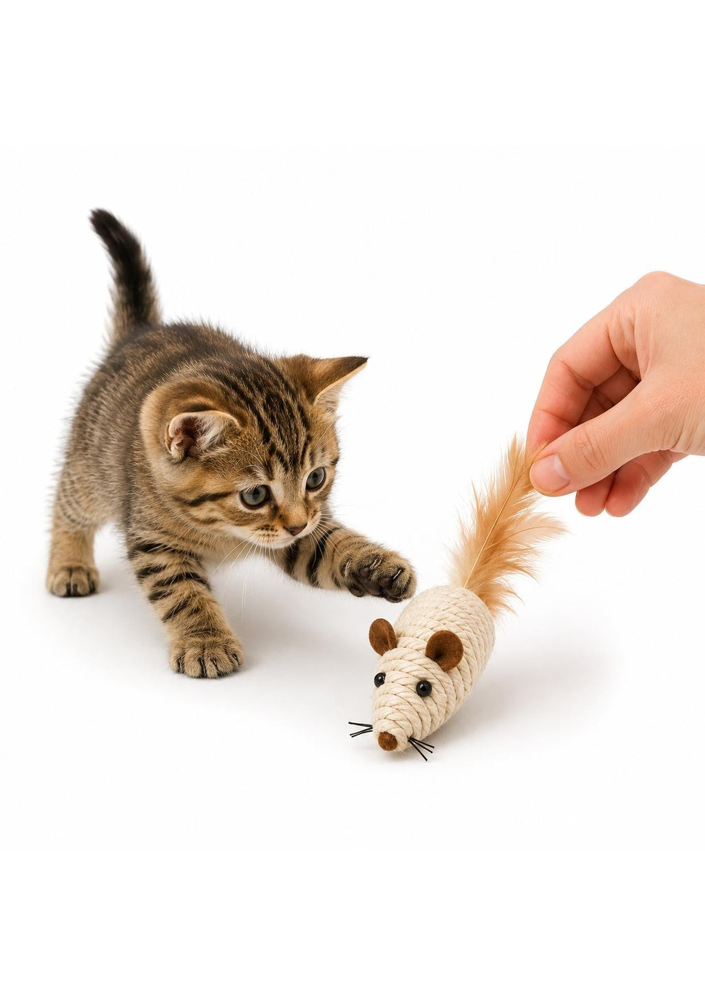 Gatinho brincando e caçando o ratinho de sisal pela cauda de penas